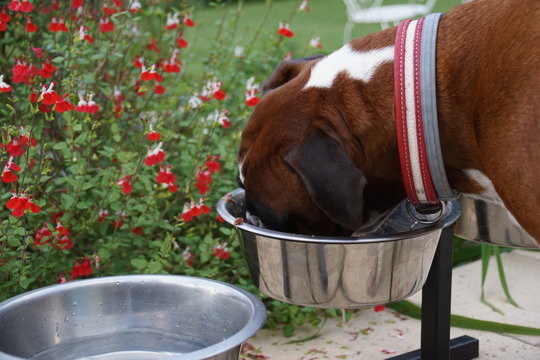 Chien Boxer mangeant sa gamelle