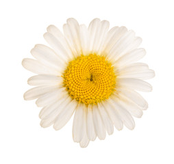 chamomile or daisies isolated on white background. Top view. Flat lay