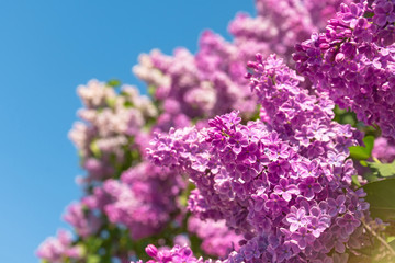 Blooming brush of lilac bush - purple color, against the blue sky.