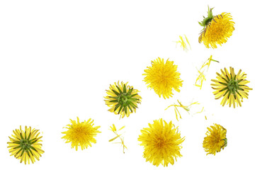 Dandelion flower or Taraxacum Officinale isolated on white background with copy space for your text. Top view. Flat lay