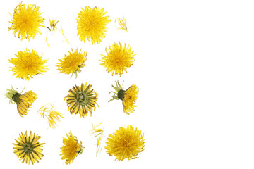 Dandelion flower or Taraxacum Officinale isolated on white background with copy space for your text. Top view. Flat lay