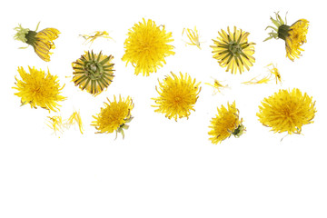 Dandelion flower or Taraxacum Officinale isolated on white background with copy space for your text. Top view. Flat lay