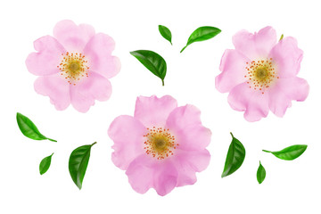 Rosehip flower with leaf isolated on white background close up © kolesnikovserg