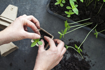 Young seedlings being transplanted from tray to pots