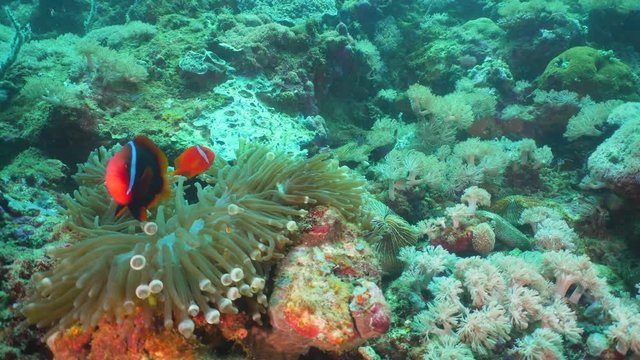 Clown Anemonefish in actinia on coral reef. Amphiprion percula. Mindoro. Underwater coral garden with anemone and clownfish. Philippines