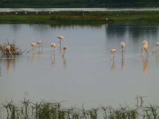 Flamencos en Parque de Doñana en El Rocío,aldea de Almonte en Huelva, Andalucía (España)