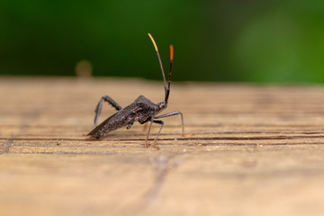 Macro Bug