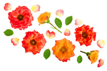 wild rose blooming flower isolated on a white background