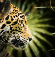Jaguar Cat Profile