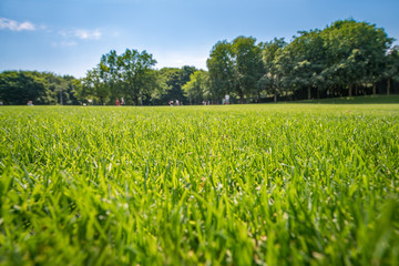 Grüne Wiese in einem Park im Sommer