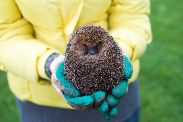 Hedgehog in the hands of a woman