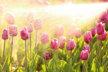 Sprinkling blossoming tulips with water on sunny spring day
