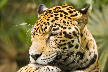 Fototapeta na wymiar Jaguar Cat Resting