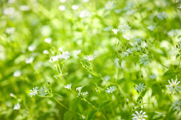 Stellaria holostea flowers