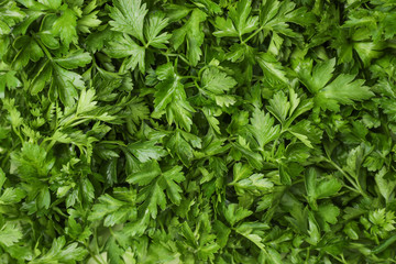 Fresh green parsley leaves as background, closeup
