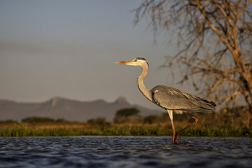Grey Heron in Zimanga Private Game Reserve in South Africa