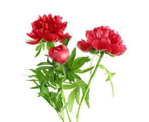 Beautiful blooming peony flowers on white background