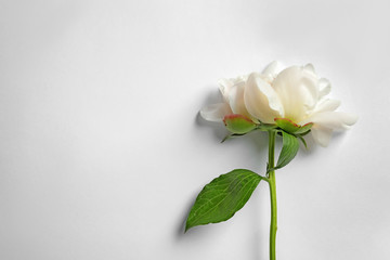 Beautiful blooming peony flower on white background, top view