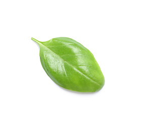 Fresh green basil leaf on white background