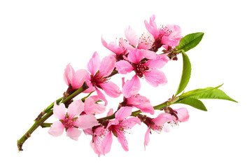 Cherry blossom, sakura flowers isolated on white background