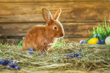 Adorable Easter bunny and dyed eggs on straw