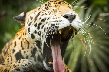 Jaguar Cat Yawning