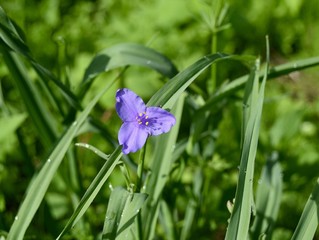 Detail of a bright blue spiderwort plant with green leaves.