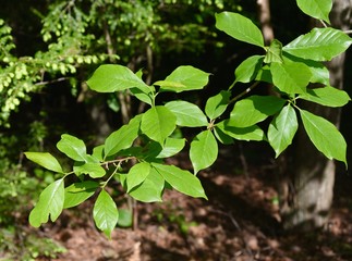 Bright green leaves of a black tupelo tree in a forest.