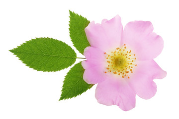 Obraz premium Rosehip flower with leaf isolated on white background close up