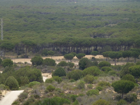 Matalascañas y Doñana,localidad costera de Almonte en Huelva,en la Comunidad Autónoma de Andalucía, en España