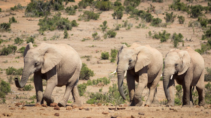 A herd of elephants approaching the waterhole.