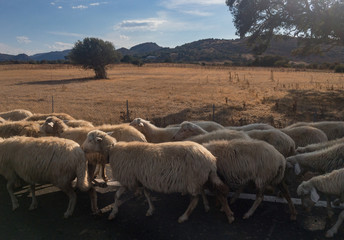 Fototapeta premium Herd of sheeps on a road in Sardinia