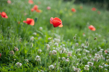 papaveri rossi su un prato tra erba verde e trifoglio fiorito