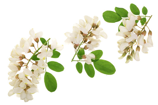 Fototapeta Blossoming acacia with leafs isolated on white background, Acacia flowers, Robinia pseudoacacia . White acacia