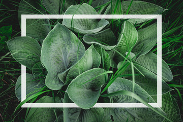 Top view on large green leaves with a white frame. Ready to use as a background and texture using green leaves.