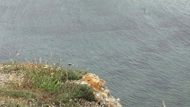 go&eacute;land, mouette qui s'envole d'une falaise qui surplombe la mer.