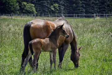 Fototapeta premium Stute mit fohlen