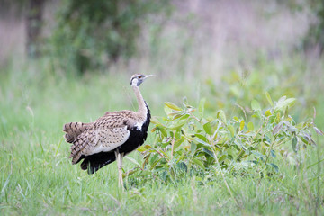 A black -bellied bustard searching for a mate.