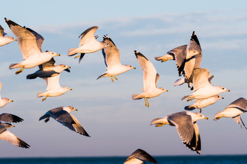 Flock of Gulls 