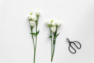 White beautiful roses and plant shears on white background. Top View.