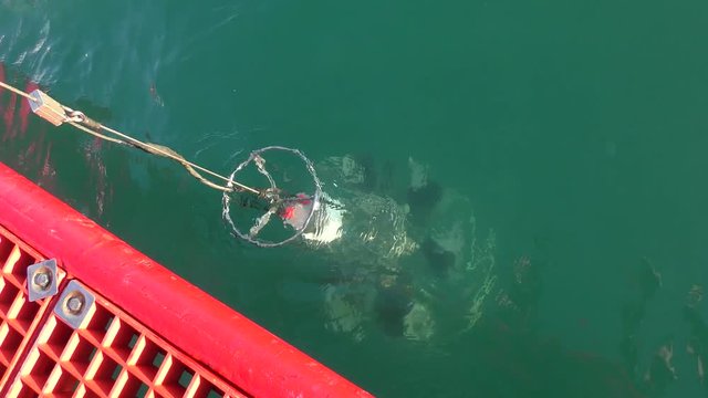 Marine Research: A device for studying the marine environment in the water beside the board of a scientific vessel.