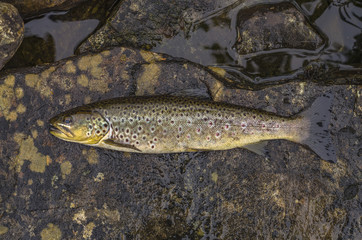 Obraz premium Caught brown trout fish on river stone