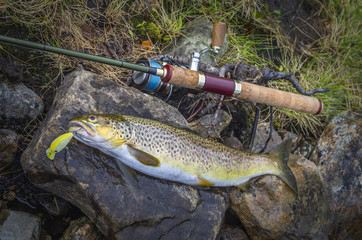 Caught brown trout fish and fishing tackle on river stone