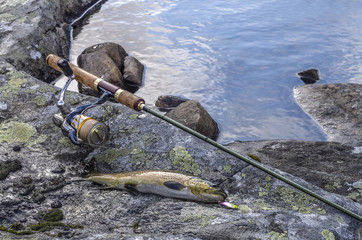 Caught brown trout fish and fishing tackle on river stone