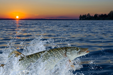 Pike fish trophy in water with splashing
