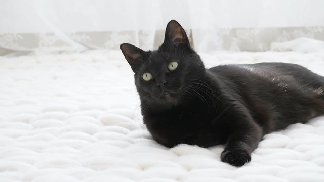 Black cat relaxing on white knitted merino plaid