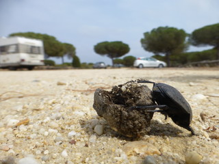 Parque Doñana zona Playa Cuesta Maneli en Huelva, zona costera con playa de arena fina blanca que...