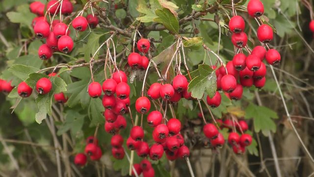 Red fruits of Midland hawthorn (Crataegus laevigata), wide shot.