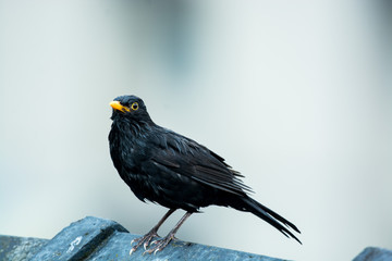 Male Eurasian Blackbird