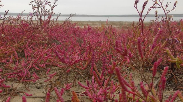 Common glasswort (Salicornia europaea), thickets.